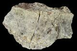 Fossil Triceratops Bone Section - North Dakota #117565-2